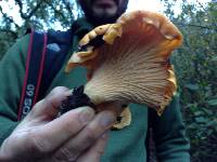 Cantharellus californicus image