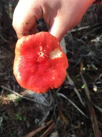 Russula sanguinaria image