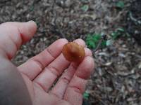 Phaeocollybia attenuata image