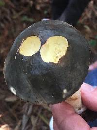 Suillus pungens image