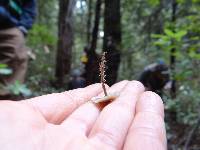 Dendrocollybia racemosa image