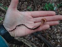 Phaeocollybia attenuata image