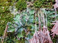 Peltigera leucophlebia image