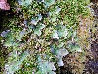 Peltigera leucophlebia image