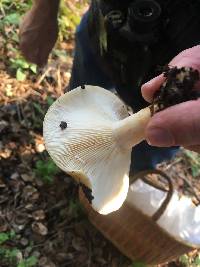 Lactarius alnicola image