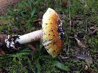 Amanita calyptroderma image