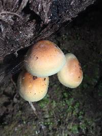 Hypholoma fasciculare image