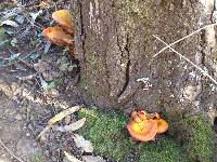 Omphalotus olivascens image