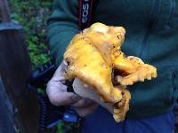 Cantharellus californicus image