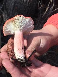 Russula sanguinaria image