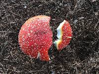 Amanita muscaria image