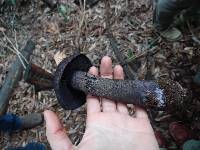 Cortinarius violaceus image