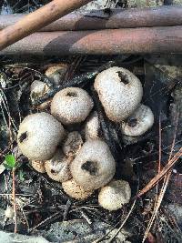 Lycoperdon perlatum image