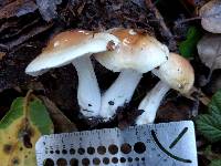 Hygrophorus roseobrunneus image