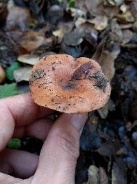 Lactarius xanthogalactus image