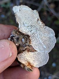 Trametes versicolor image