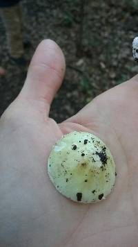 Amanita phalloides image