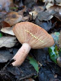 Lactarius xanthogalactus image