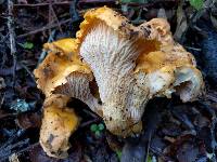 Cantharellus californicus image