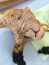 Cantharellus californicus image