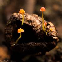 Mycena acicula image