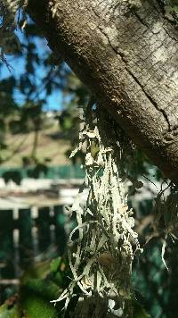 Ramalina leptocarpha image