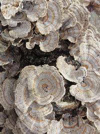 Trametes versicolor image