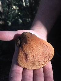 Fistulina hepatica image