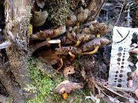 Hypholoma fasciculare image