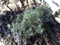 Usnea intermedia image