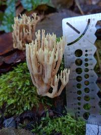 Ramaria stricta image