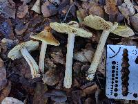 Inocybe sororia image