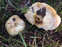 Lactarius alnicola image