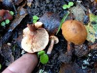 Lactarius rubidus image