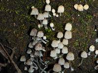 Coprinellus disseminatus image