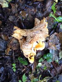 Cantharellus californicus image