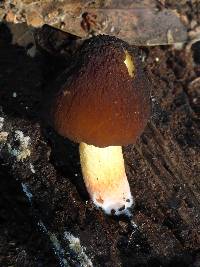 Pluteus romellii image