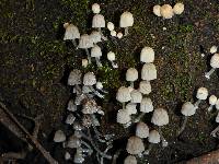 Coprinellus disseminatus image