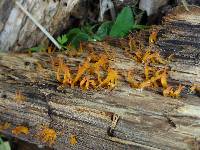 Calocera cornea image