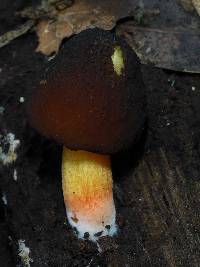 Pluteus romellii image