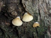 Crepidotus mollis image