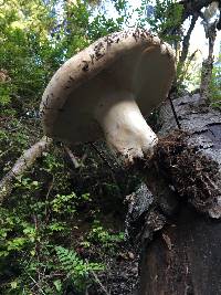 Russula brevipes image