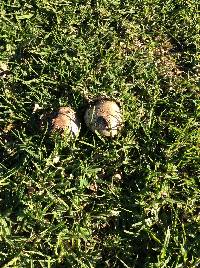 Agaricus campestris image