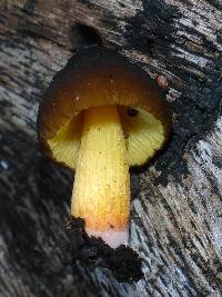 Pluteus romellii image