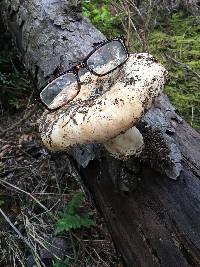 Russula brevipes image