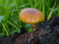 Galerina marginata image