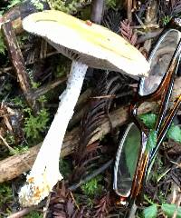 Stropharia ambigua image