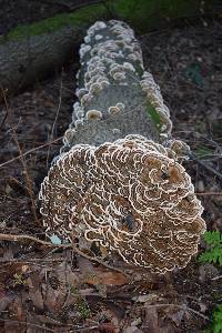 Trametes versicolor image