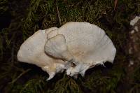 Trametes versicolor image