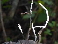 Xylaria hypoxylon image